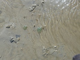 瓦登海,瓦居民,動物
