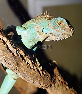 蜥蜴,爬行動物,動物