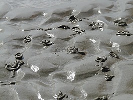 瓦登海,美國瓦茨,北海