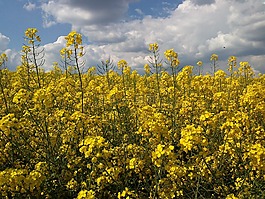 油菜開花,油菜籽場,黃色
