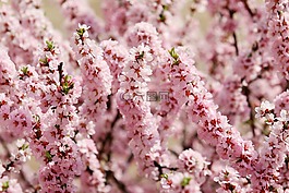 春天,春天的花朵,鮮花