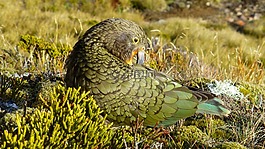 kea,鹦鹉,新西兰
