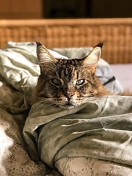 動物王國,可愛,貓咪