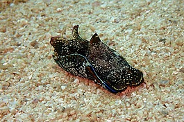 海兔,海蛞蝓,海