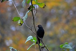 黑鳥,鳥,性質(zhì)