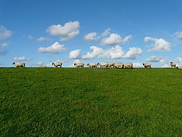 羊,羊群的羊,系列