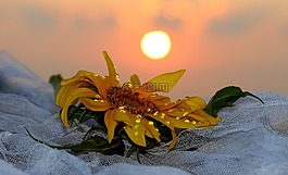 向日葵,東,太陽