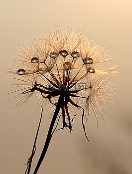 蒲公英,太陽,露水