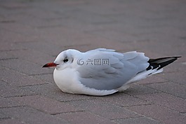 海鷗,嘴鷗,冷