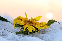 向日葵,東,太陽