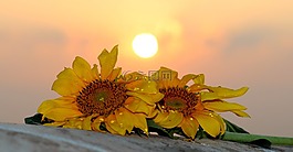 向日葵,東,太陽