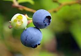 藍莓,漿果,食品