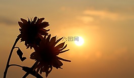 向日葵,東,太陽