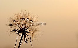 蒲公英,太陽,露水