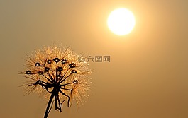 蒲公英,太陽,露水