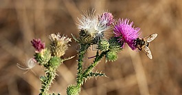 蜜蜂,花卉,昆蟲綱