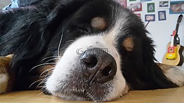 狗,狗的鼻子,動物