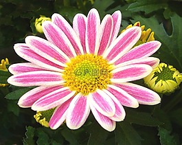 花園菊花,盆栽植物,粉紅色