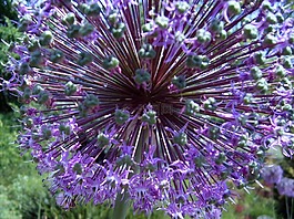 花,紫,迈瑙岛