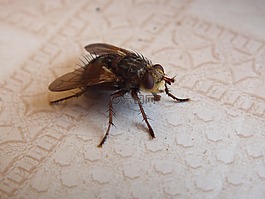 木柵,昆蟲(chóng),動(dòng)物