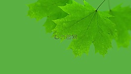 楓,葉,綠色