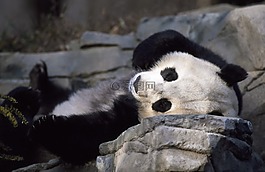 熊貓,熊,動(dòng)物園