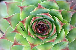 花,開(kāi)花,廠