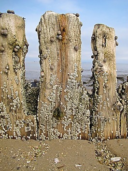 防波堤,海,海灘