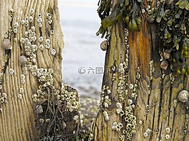 防波堤,海,海灘