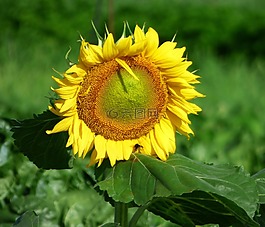 花,太陽,性質(zhì)