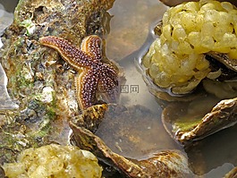 海星,海,北海