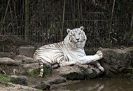 虎,白,動物園