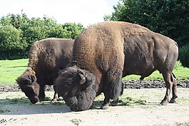 muskos,水牛城,吉夫斯庫