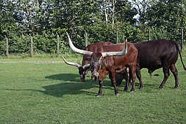 牛,綠色,動(dòng)物園
