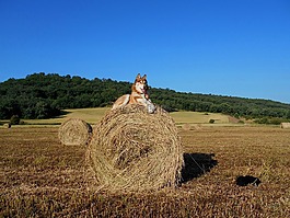 狗,赫斯基,寵物
