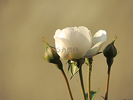 玫瑰,白,開花