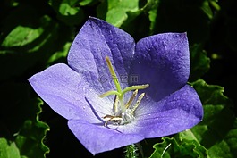 花,rozwar,性質(zhì)