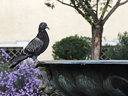 鴿子,噴泉,鳥(niǎo)