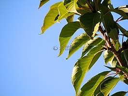 葉子,天空,綠色