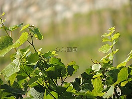 葡萄藤,酒,廠