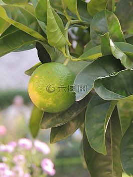 檸檬,水果,綠色
