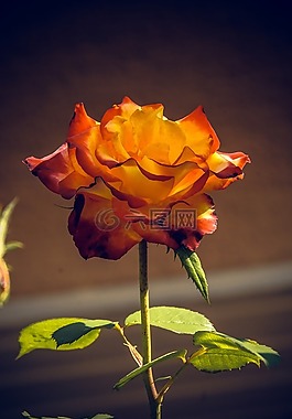 玫瑰,開(kāi)花,關(guān)閉