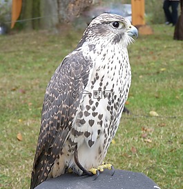 隼或 würgefalke,鸟,羽毛