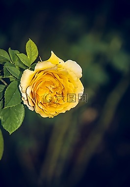 玫瑰,開(kāi)花,關(guān)閉