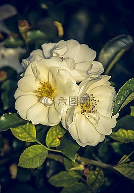 玫瑰,開花,關(guān)閉