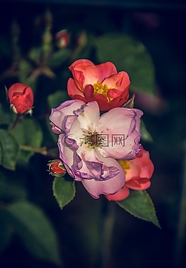 玫瑰,開(kāi)花,關(guān)閉