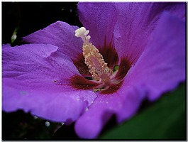 芙蓉,開花,粉紅色