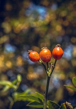 玫瑰,開花,關(guān)閉