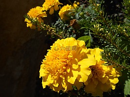萬壽菊,花,鮮花