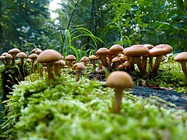 蘑菇,性質(zhì),秋季
